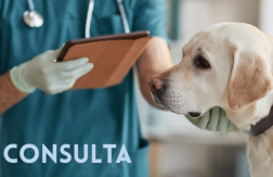 Desde $10: Consulta y Baño para Perros