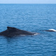 Paga $96: Avistamiento de Ballenas thumbnail 1