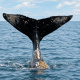 Paga $96: Avistamiento de Ballenas thumbnail 2