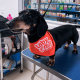 Desde $7: Baño y Guardería Para Perros thumbnail 3