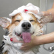 Desde $10: Consulta y Baño para Perros thumbnail 2
