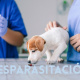 Desde $10: Consulta y Baño para Perros thumbnail 6
