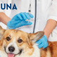 Desde $10: Consulta y Baño para Perros thumbnail 7