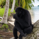 Paga $20: Tour a Isla Mamey thumbnail 3