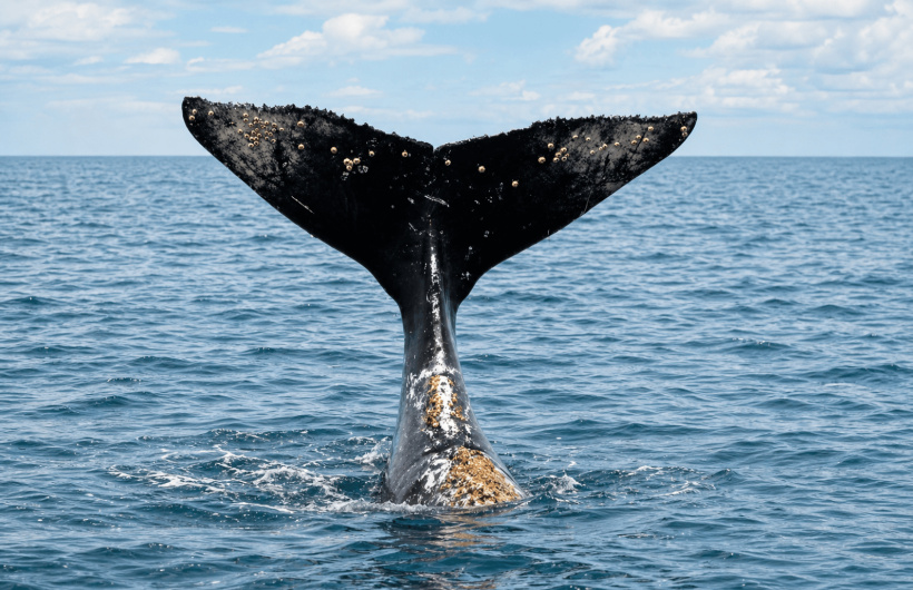 Paga $96: Avistamiento de Ballenas