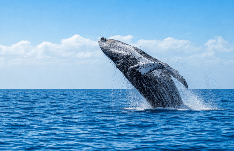 Desde $75: Tour de Avistamiento de Ballenas