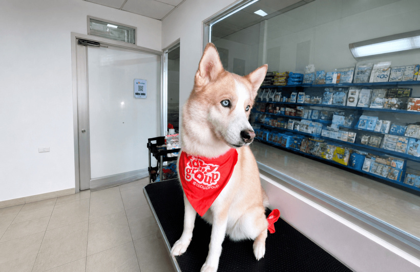 Desde $7: Baño y Guardería Para Perros