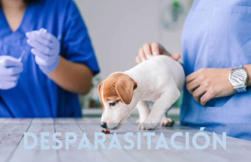 Desde $10: Consulta y Baño para Perros